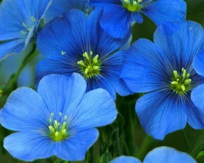 43 Recomended Blue flax flower seeds for Design All Flower D