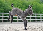 Donkey foal arrives during rehearsal for 'epic' performance 