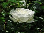 Rose Mini Close Up White - Free photo on Pixabay