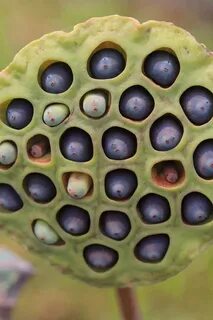 Lotus seed pod Seed pods, Types of flowers, How to make tea