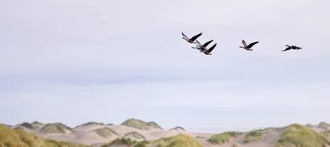 File:Canada Geese, New River ACEC (15516802899).jpg - Wikime