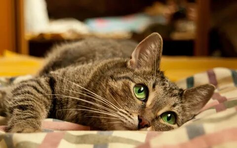 Топ 20 лучших интересных фактов о кошках - Mnogo-krolikov.ru