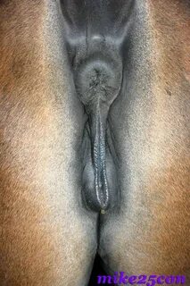 Пизда лошадки (93 фото) - Порно фото голых девушек