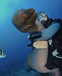 Uh, could you not? - Awesome Animals, Moray eel, The incredi