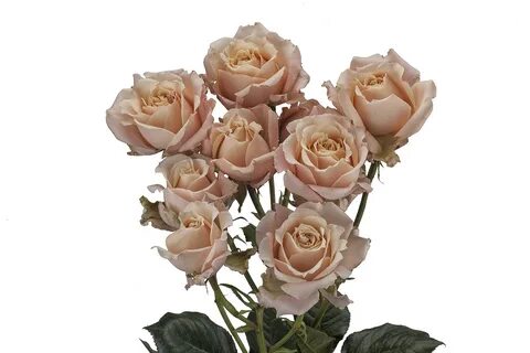 Роза кустовая Роял Порцелина - 73 фото