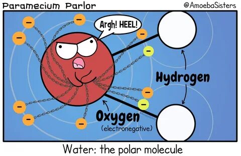 Amoeba Sisters Properties Of Water Answer Key in 11+ Pages P