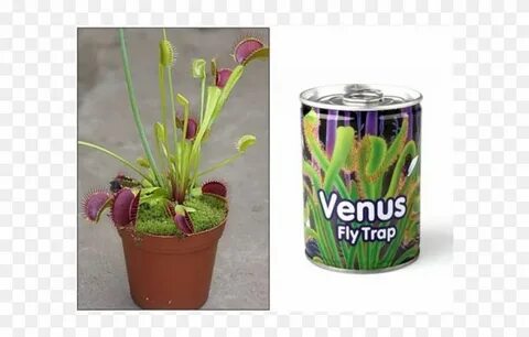 Venus Fly Trap - Free Transparent PNG Clipart Images Downloa