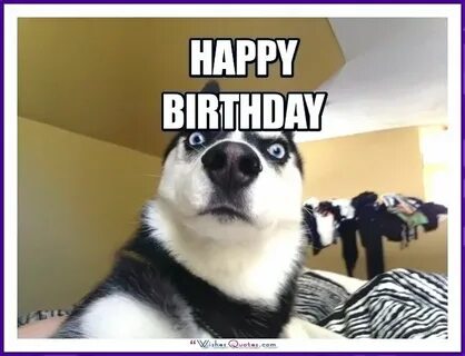 Happy Birthday Memes with Funny Cats, Dogs and Animals Birth