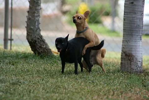 Dog Porn Blackie/ Blossom tries to preserve the Chihuahua . 