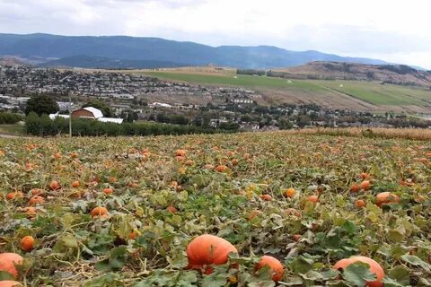 Okanagan Pumpkin Patch Locations - Local Farms To Find Your 