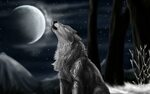Howling Wolf Wallpaper (64+ pictures)