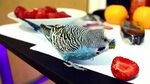 Budgie wants to eat Strawberry - YouTube