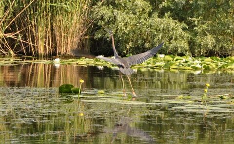 Great Meadow National Nature Park (Velykyi Luh) - Nature Res