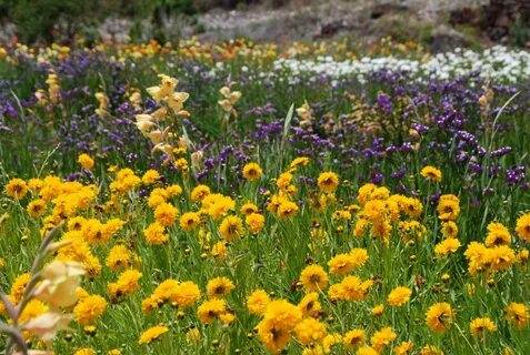 Free Images : nature, grass, field, lawn, meadow, prairie, g