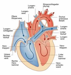 Herz und Gefäße: Aufbau und Funktion Anatomie und physiologi