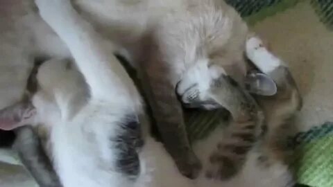 Взрослый котенок сосет сиську - YouTube