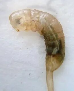Rat-tailed maggot - Wikipedia