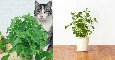 How To Grow Catnip From Seed Indoors - Awesome Article