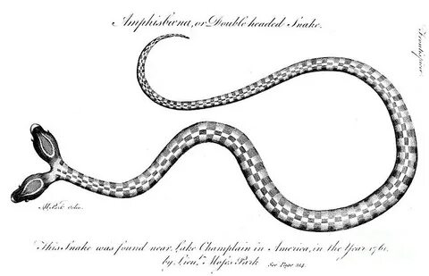 Double-headed Snake, 1764 Photograph by Granger Fine Art Ame
