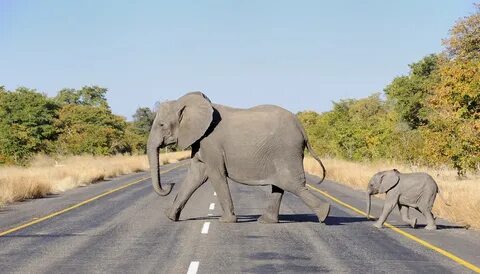 Why do Elephants cross the Road? - Clean Malaysia