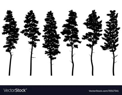 Silhouettes tall pine trees cedar Royalty Free Vector Image