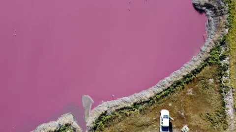 Pink lagoon has Argentine environmentalists seeing red