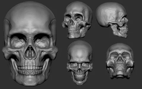 Wolverine zbrush Skull, Zbrush, Skeleton anatomy