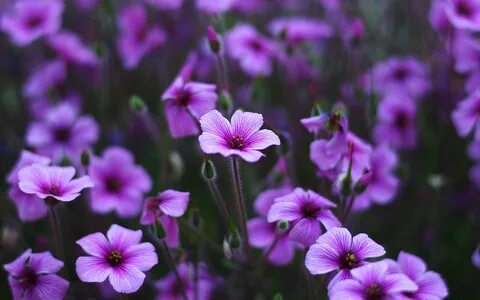 Обои grass, nature, фиалки, природа, травы, цветы, flowers, 