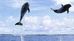 Dolphins Jumping (HD) - YouTube