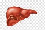 Liver Organ Digestion Detoxification Food, ipl, gastrointest