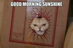 Good morning sunshine!!!! ROFL Funny animal memes, Funny ani