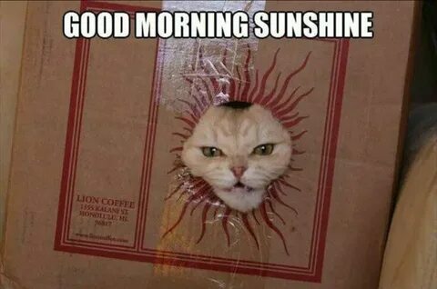 Good morning sunshine!!!! ROFL Funny animal memes, Funny ani