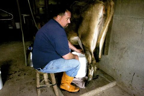 How to milk a cow by hand Hello Homestead