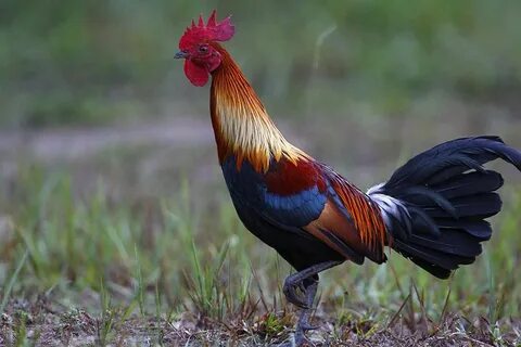 Red junglefowl...where we got the domestic chicken Poultry b