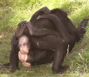 Si seulement nous avions la même sexualité que les bonobos -