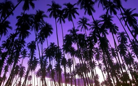 Wallpaper ID: 106519 / beach, purple, palm trees, landscape,