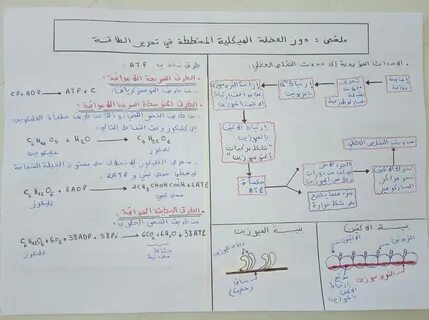 ملخص دور العضلة الهيكلية المخططة في تحرير الطاقة