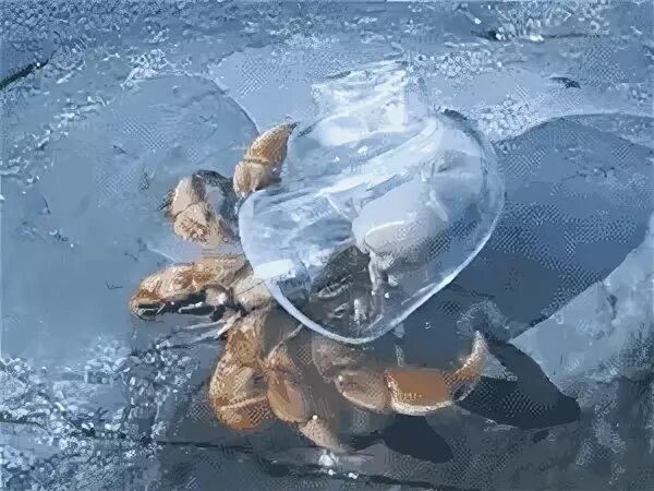 Glass shell blown for hermit crabs - GIF on Imgur
