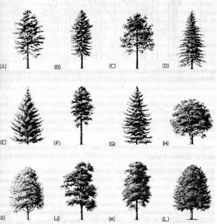 How to Identify a Tree by Its Leaves, Flowers, or Bark Everg
