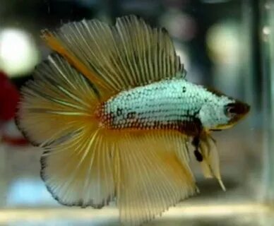 Twin Tail Betta - Tropical Fish Keeping