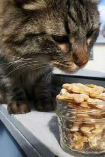 Tasty Tuna Cat Treats - Kitschen Cat Recipe Tuna cat treats,