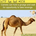 Camels - WTF fun facts Animals Wtf fun facts, Fun facts, Wei