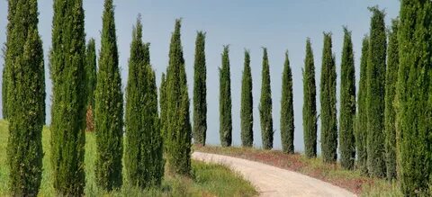 Caring for the Diva in Your Midst: Italian Cypress 101 - Pre