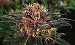 Fruit Auto-Flowering Cannabis Seeds Fruit Strain Fruit Strai