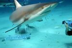 Shark feeding Bahamas