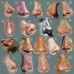 Nose Reference Picture