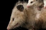 Opossum For Sale Texas - My Blog
