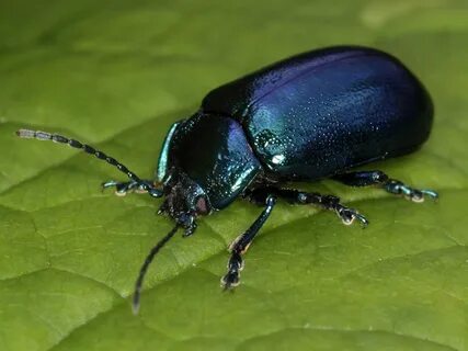 beetle - Αναζήτηση Google Totem animale, Animali, Scarafaggi