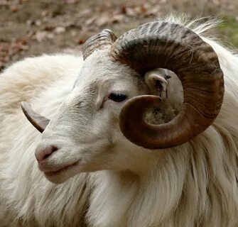 The Goat Horn Guide: Should You Dehorn Your Goats?