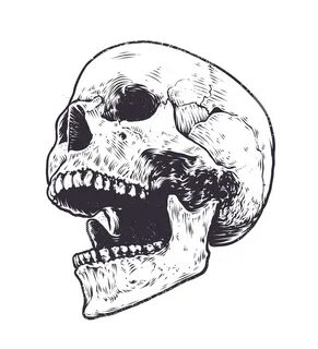 Anatomic Skull Vector 334947 Vector Art at Vecteezy